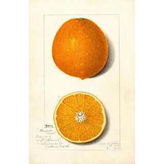 Amanda Almira Newton - Citrus sinensis Thompson Improved Navel.webp