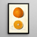 Citrus sinensis Thompson Improved Navel - Amanda Almira Newton — indrammet kunstværk på væggen
