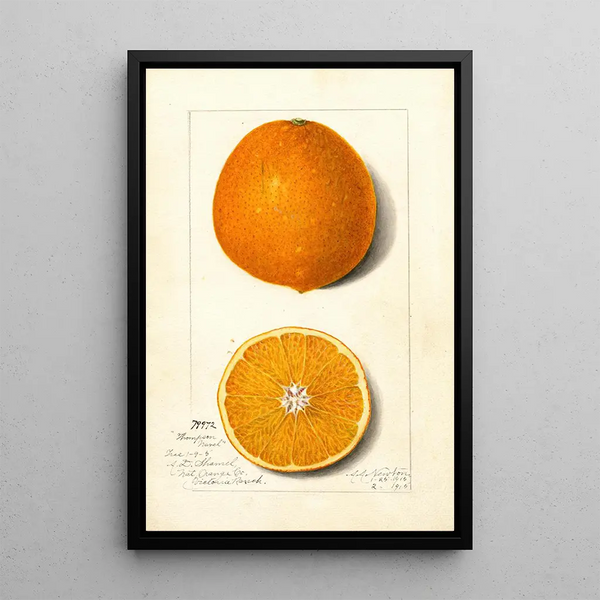 Citrus sinensis Thompson Improved Navel - Amanda Almira Newton — indrammet kunstværk på væggen