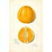 Citrus sinensis True Eureka - Amanda Almira Newton — visning af kunstværket
