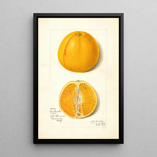 Citrus sinensis True Eureka - Amanda Almira Newton — indrammet kunstværk på væggen