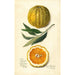 Citrus sinensis Valencia - Amanda Almira Newton — visning af kunstværket
