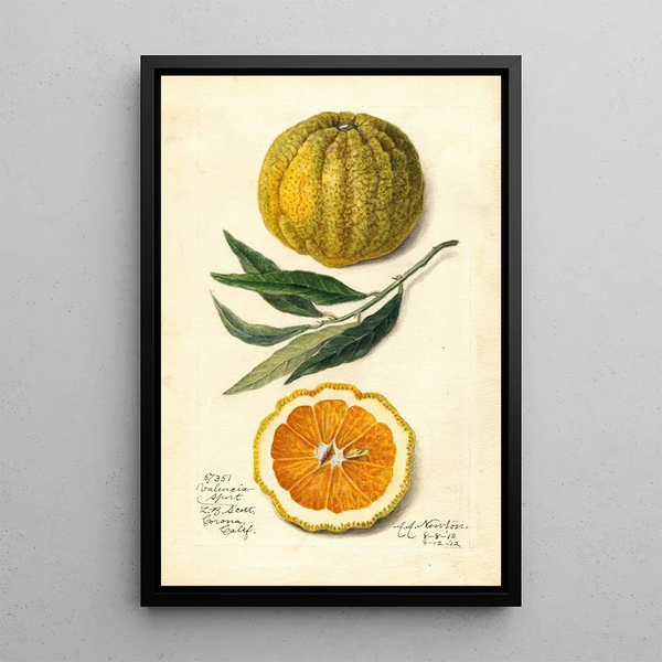 Citrus sinensis Valencia - Amanda Almira Newton — indrammet kunstværk på væggen
