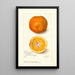 Reproduktion af maleriet Citrus sinensis Washington Navel - Amanda Almira Newton