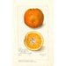 Reproduktion af maleriet Citrus sinensis Washington Navel - Amanda Almira Newton