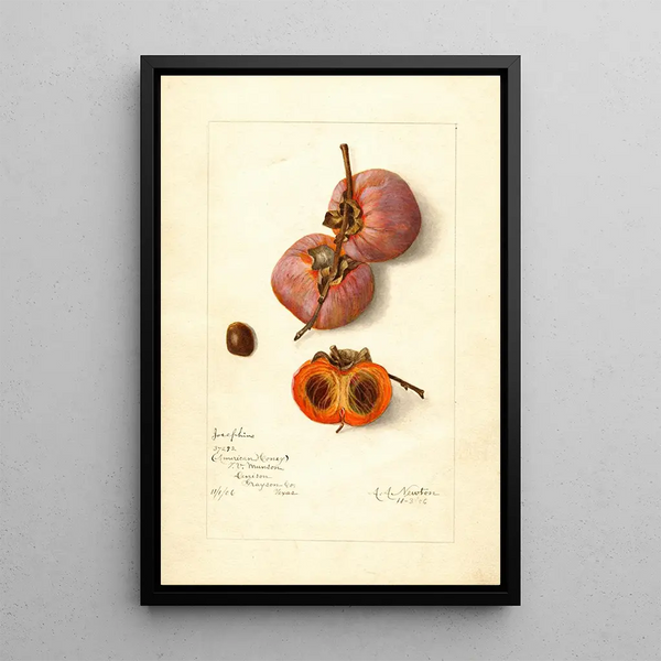 Reproduktion af maleriet Diospyros Josephine - Amanda Almira Newton