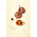 Reproduktion af maleriet Diospyros Josephine - Amanda Almira Newton