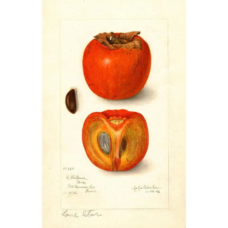 Amanda Almira Newton - Diospyros Lone Star.webp