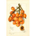 Reproduktion af maleriet Eriobotrya japonica Baronne Hall - Amanda Almira Newton