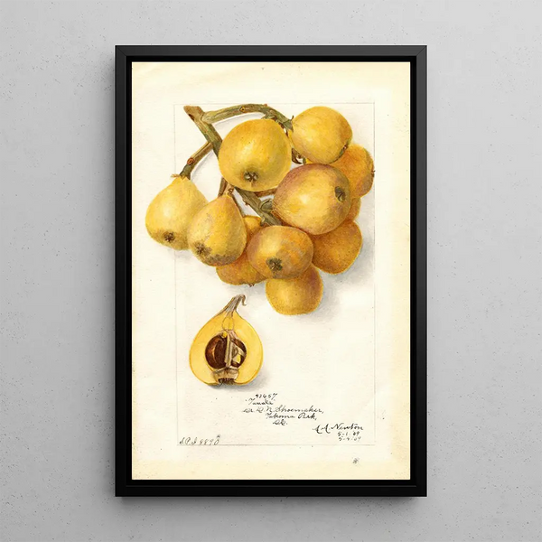 Reproduktion af maleriet Eriobotrya japonica Tanaka - Amanda Almira Newton
