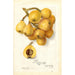 Reproduktion af maleriet Eriobotrya japonica Tanaka - Amanda Almira Newton