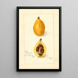 Amanda Almira Newton - Eriobotrya japonica Victor.webp