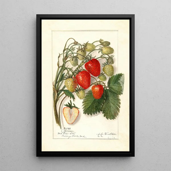Reproduktion af maleriet Fragaria Berlin - Amanda Almira Newton