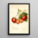 Reproduktion af maleriet Fragaria Brackett - Amanda Almira Newton