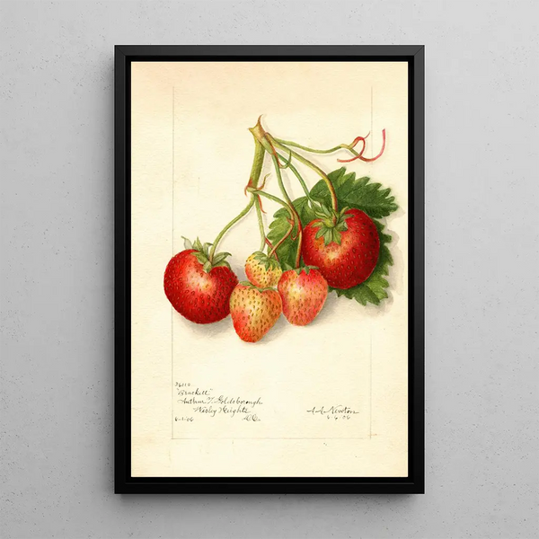 Reproduktion af maleriet Fragaria Brackett - Amanda Almira Newton
