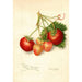 Reproduktion af maleriet Fragaria Brackett - Amanda Almira Newton