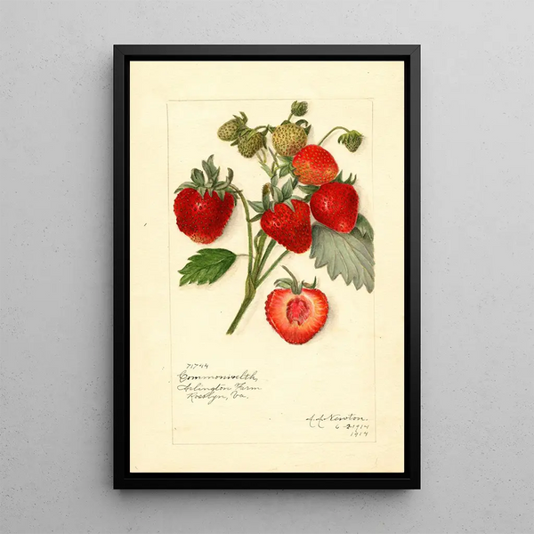 Reproduktion af maleriet Fragaria Commonwealth - Amanda Almira Newton