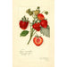 Reproduktion af maleriet Fragaria Commonwealth - Amanda Almira Newton
