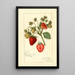 Reproduktion af maleriet Fragaria Corsican - Amanda Almira Newton