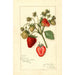Reproduktion af maleriet Fragaria Corsican - Amanda Almira Newton