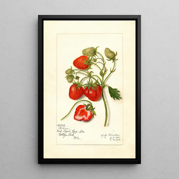 Reproduktion af maleriet Fragaria Gibson - Amanda Almira Newton