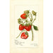 Reproduktion af maleriet Fragaria Gibson - Amanda Almira Newton