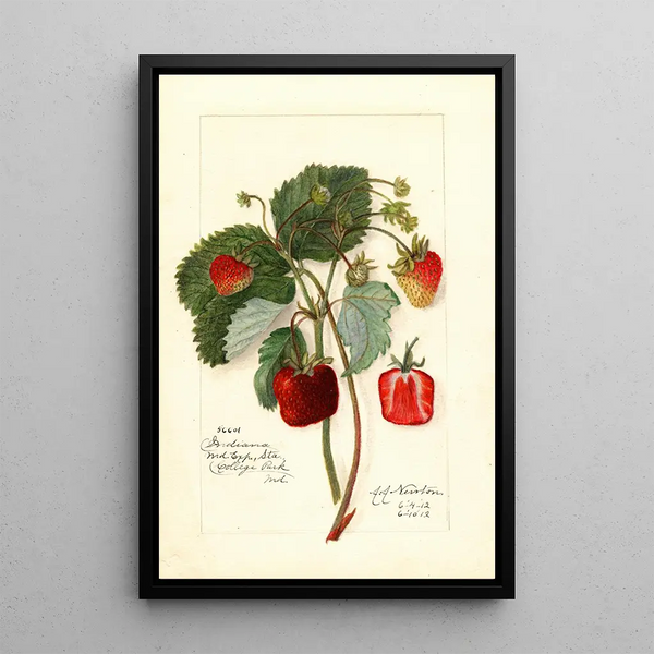 Reproduktion af maleriet Fragaria Indiana - Amanda Almira Newton