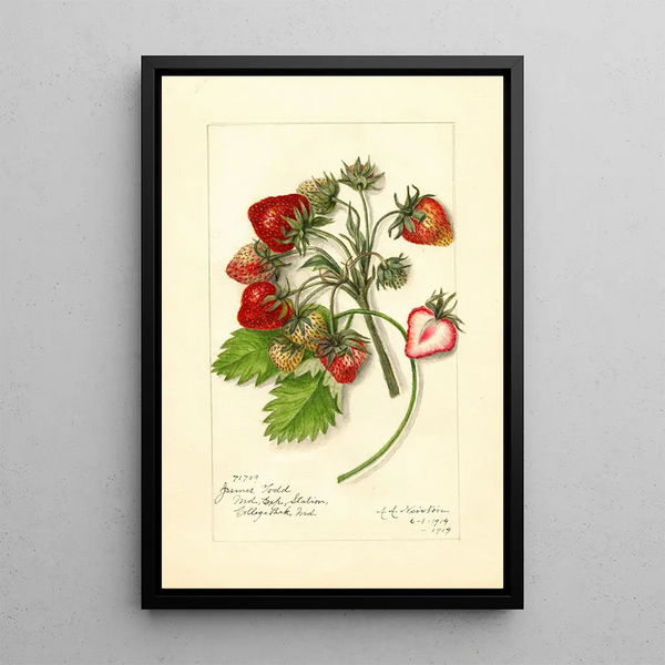 Reproduktion af maleriet Fragaria James Todd - Amanda Almira Newton