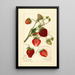 Reproduktion af maleriet Fragaria Pearl - Amanda Almira Newton