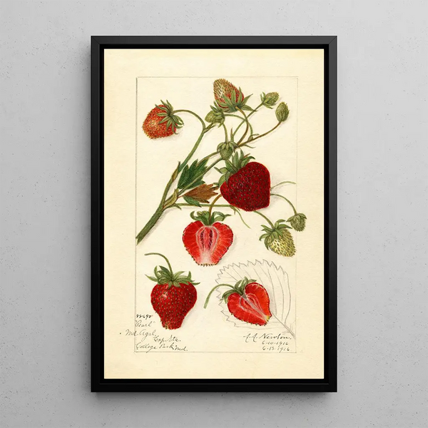Reproduktion af maleriet Fragaria Pearl - Amanda Almira Newton