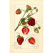 Reproduktion af maleriet Fragaria Pearl - Amanda Almira Newton