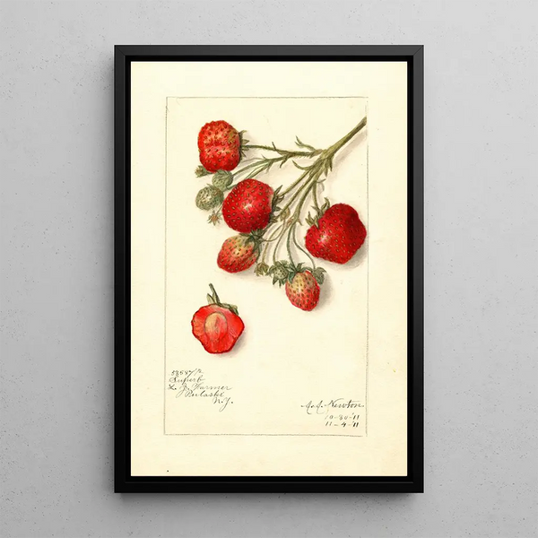 Reproduktion af maleriet Fragaria Superb - Amanda Almira Newton