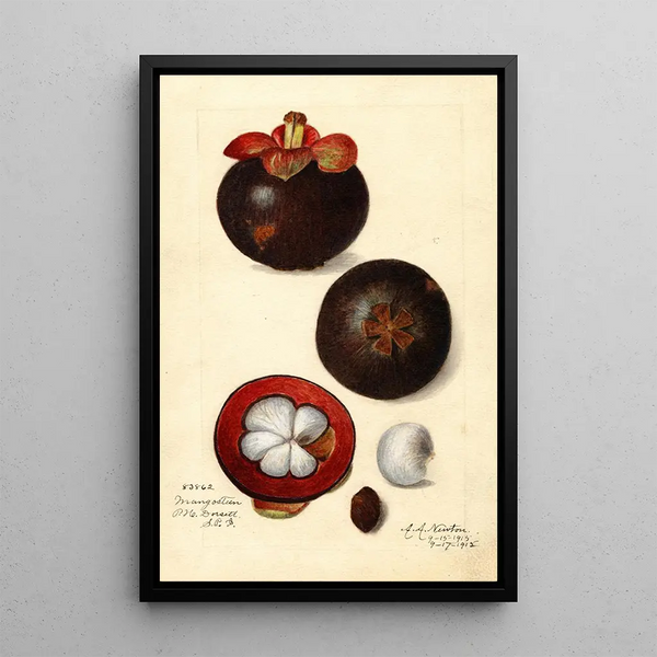 Reproduktion af maleriet Garcinia mangostana - Amanda Almira Newton