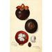 Reproduktion af maleriet Garcinia mangostana - Amanda Almira Newton
