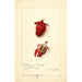 Hibiscus sabdariffa Roselle - Amanda Almira Newton — visning af kunstværket