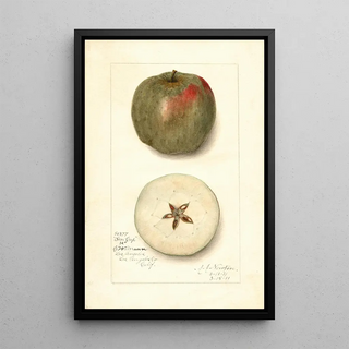 Amanda Almira Newton - Malus domestica Ben Cap.webp