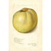 Malus domestica Gloria Mundi - Amanda Almira Newton — visning af kunstværket