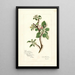 Reproduktion af maleriet Malus domestica Jonathan - Amanda Almira Newton