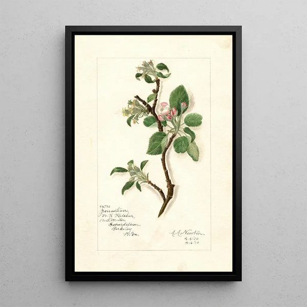 Reproduktion af maleriet Malus domestica Jonathan - Amanda Almira Newton