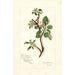 Reproduktion af maleriet Malus domestica Jonathan - Amanda Almira Newton