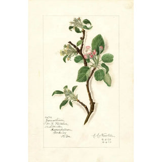 Amanda Almira Newton - Malus domestica Jonathan.webp
