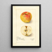 Reproduktion af maleriet Malus domestica Lady Blush - Amanda Almira Newton