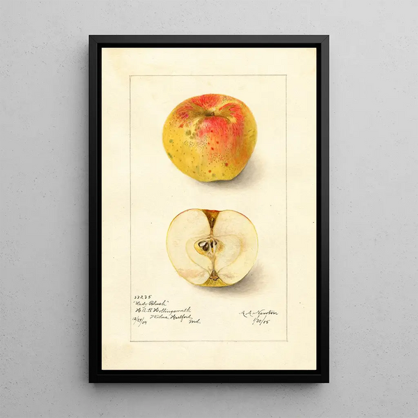 Reproduktion af maleriet Malus domestica Lady Blush - Amanda Almira Newton