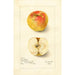 Reproduktion af maleriet Malus domestica Lady Blush - Amanda Almira Newton