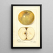 Reproduktion af maleriet Malus domestica Pumpkin Sweet - Amanda Almira Newton