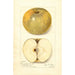 Reproduktion af maleriet Malus domestica Pumpkin Sweet - Amanda Almira Newton