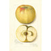 Malus domestica Quince - Amanda Almira Newton — visning af kunstværket