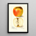 Reproduktion af maleriet Malus domestica Ridgeways Chehalem - Amanda Almira Newton