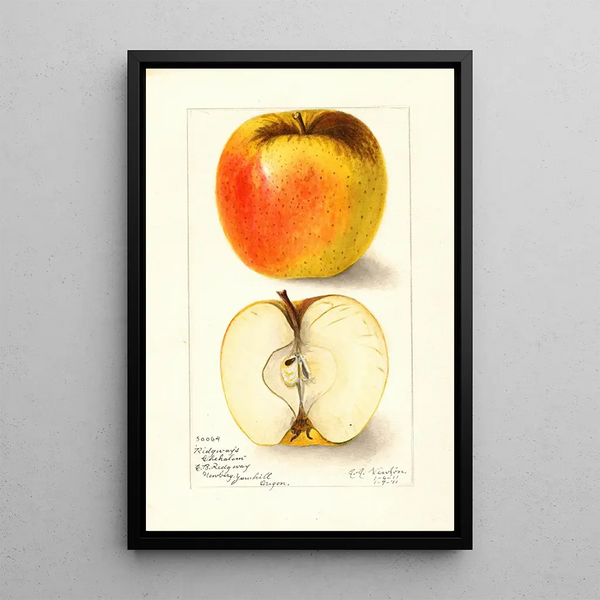 Reproduktion af maleriet Malus domestica Ridgeways Chehalem - Amanda Almira Newton