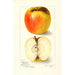 Reproduktion af maleriet Malus domestica Ridgeways Chehalem - Amanda Almira Newton